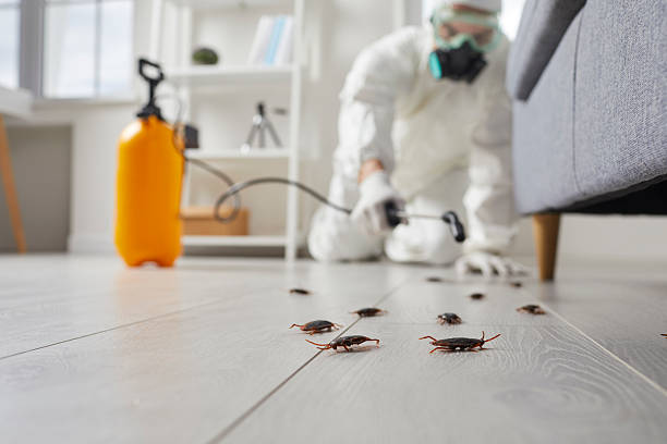Commercial Rodent Management in Junction
